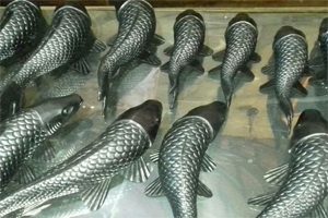 Patung Ikan 3 Dimensi dari Tembaga